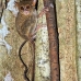 monkey_tarsier_eastern_tangkoko_v_0066_sul1239.jpg